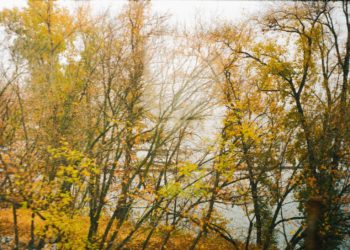 Sécheresse et chaleur : les forêts européennes sous pression