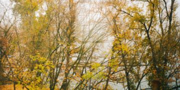 Sécheresse et chaleur : les forêts européennes sous pression
