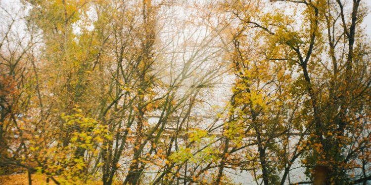 Sécheresse et chaleur : les forêts européennes sous pression