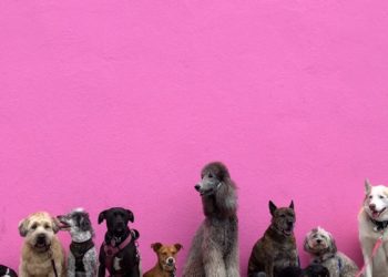90 chiens évacués après un incendie