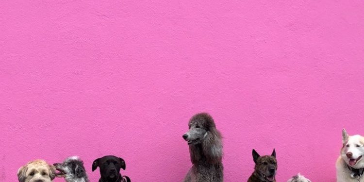 90 chiens évacués après un incendie