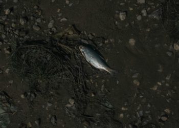 Sécheresse, hécatombe des poissons
