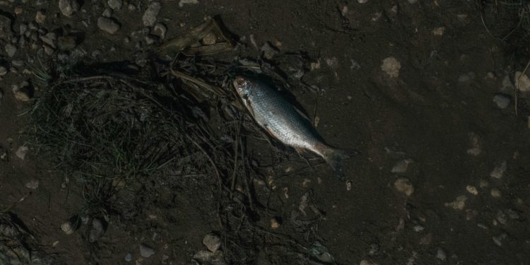 Sécheresse, hécatombe des poissons