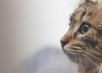 Elle sauve un chaton en Grèce mais ne peut pas le ramener en France
