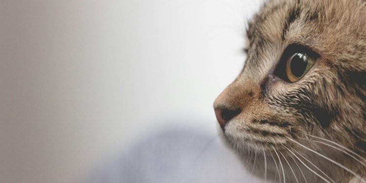Elle sauve un chaton en Grèce mais ne peut pas le ramener en France