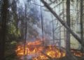 Face aux mégafeux, faut-il repenser le modèle forestier