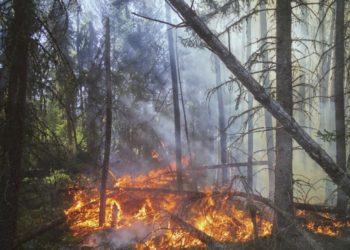 Face aux mégafeux, faut-il repenser le modèle forestier