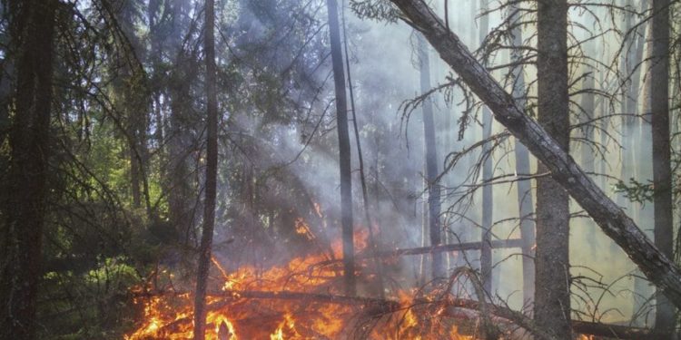 Face aux mégafeux, faut-il repenser le modèle forestier