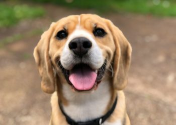 le flair des chiens associé à l'IA pour détecter les cancers
