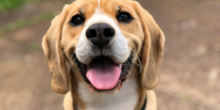 le flair des chiens associé à l'IA pour détecter les cancers