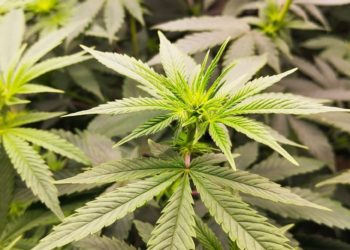 40 pieds de cannabis découverts dans la banlieue de cette ville
