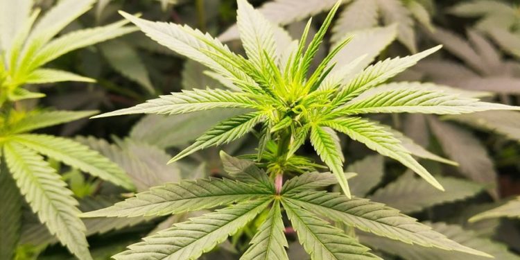 40 pieds de cannabis découverts dans la banlieue de cette ville