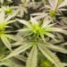 40 pieds de cannabis découverts dans la banlieue de cette ville