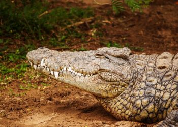 Des douaniers découvrent une tête de crocodile dans une valise