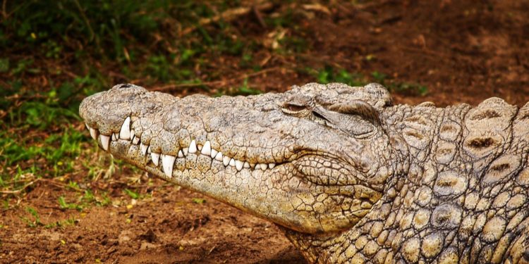 Des douaniers découvrent une tête de crocodile dans une valise