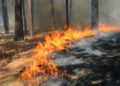 La Haute Garonne en alerte feux de forêts