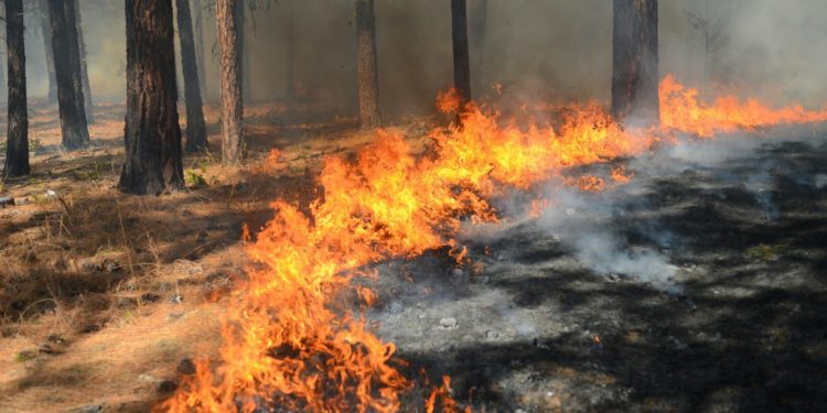La Haute Garonne en alerte feux de forêts