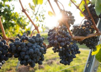 Propriété de la mairie de Toulouse, le vignoble de Candie ouvre ses portes