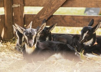 Journées agricoles du Volvestre du 18 au 20 septembre