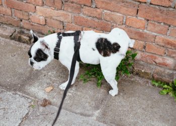 Un chien fait ses besoins au pied d’un immeuble : le voisin sort un pistolet et tire sur le propriétaire de l’animal