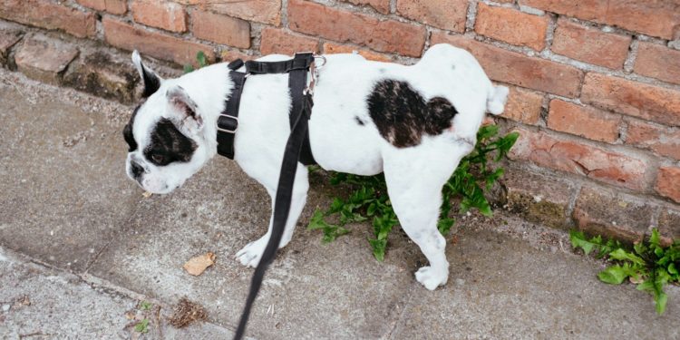 Un chien fait ses besoins au pied d’un immeuble : le voisin sort un pistolet et tire sur le propriétaire de l’animal