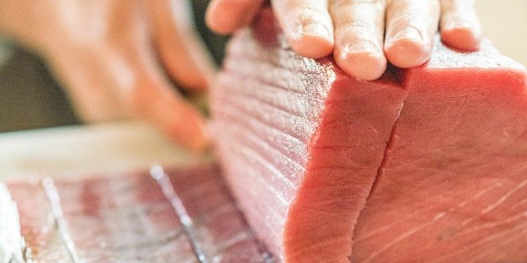 Un thon rouge record de 2,40 mètres débarqué