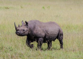 Une artiste de Muret prépare un livre sur les animaux disparus