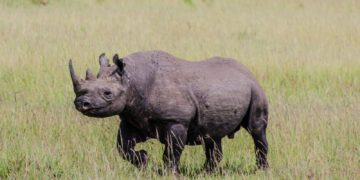 Une artiste de Muret prépare un livre sur les animaux disparus