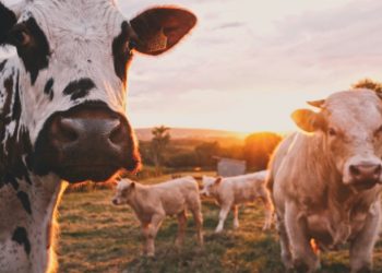 Agriculture : l'herbe va manquer dans les élevages