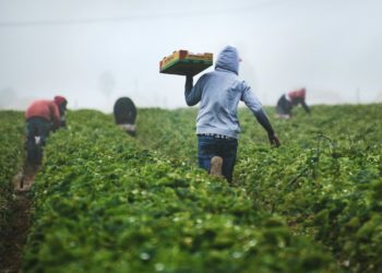 Près de la moitié des agriculteurs dans le monde contaminés aux pesticides