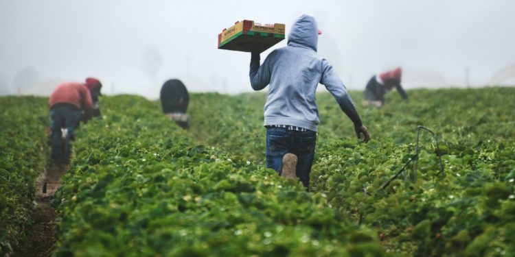 Près de la moitié des agriculteurs dans le monde contaminés aux pesticides