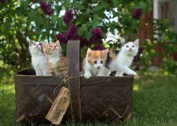 Ses chats ont été saisis "On a enlevé ma raison de vivre”
