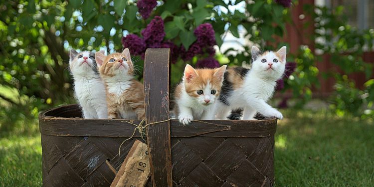 Ses chats ont été saisis "On a enlevé ma raison de vivre”
