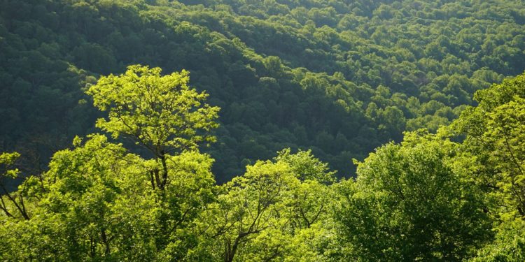 Toulouse, la filière forêt-bois recrute