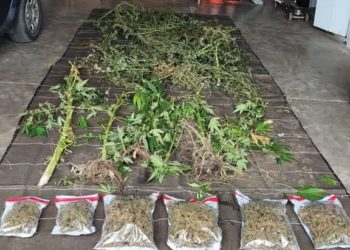 3 plantations de cannabis découvertes au pied des Pyrénées