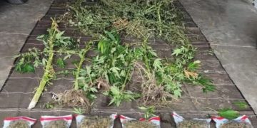 3 plantations de cannabis découvertes au pied des Pyrénées
