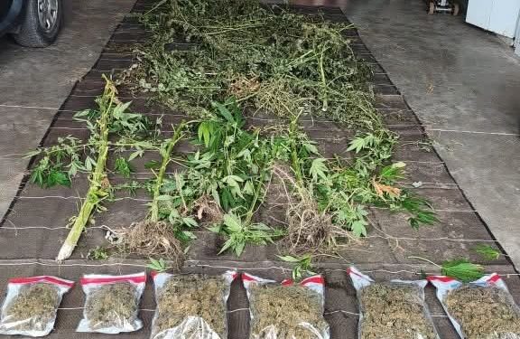 3 plantations de cannabis découvertes au pied des Pyrénées