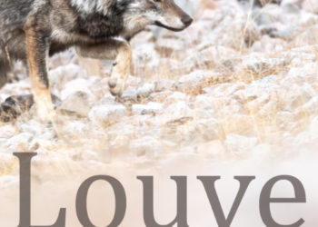 Le film "Louve, une vie dans les Alpes" en avant-première en Haute Garonne