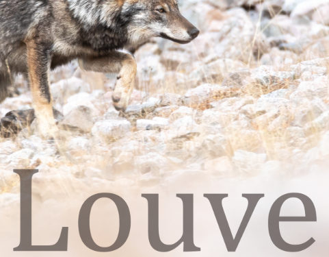Le film "Louve, une vie dans les Alpes" en avant-première en Haute Garonne