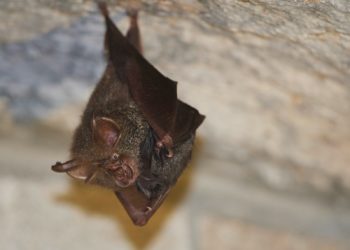 moustiques tigres vs chauves souris