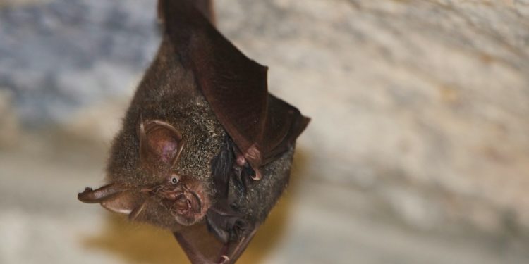 moustiques tigres vs chauves souris