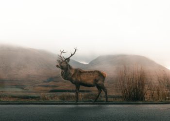 Dans les secrets du brame du cerf