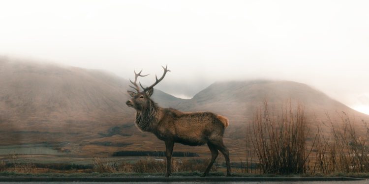 Dans les secrets du brame du cerf