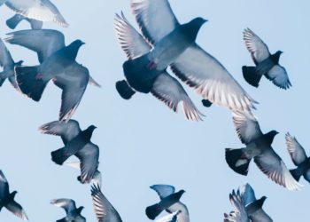 Comment cette commune freine la prolifération des pigeons