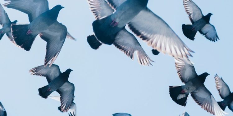 Comment cette commune freine la prolifération des pigeons
